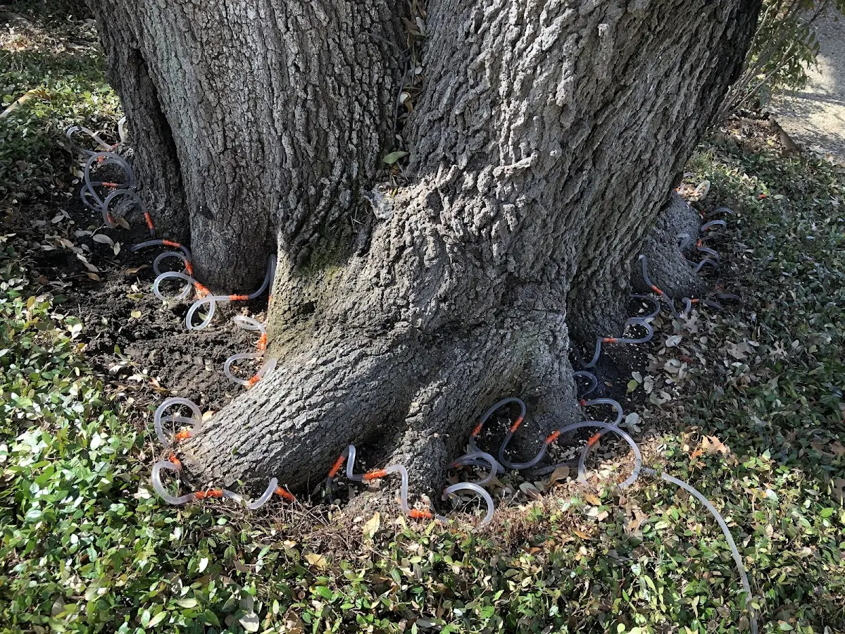 Detailed Tree Cabling and Bracing job site in Lake Hamilton