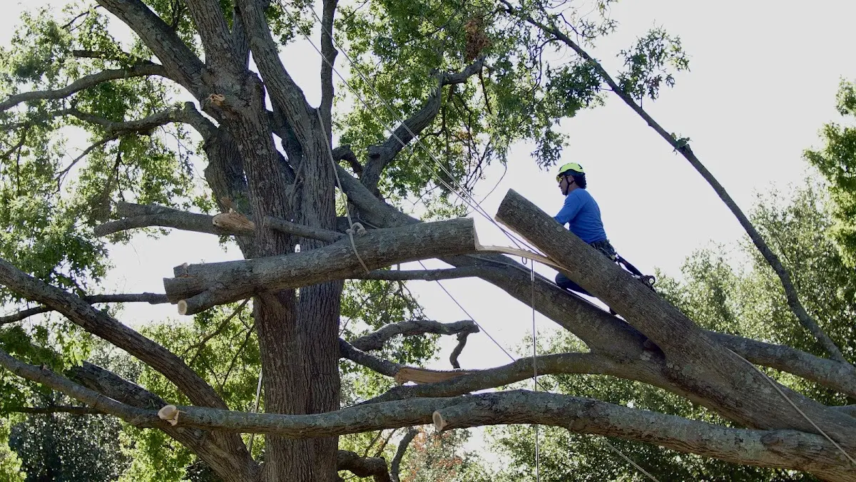 Professional Crown Thinning performed by certified arborists in Lake Hamilton